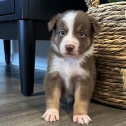 Boy 5 - male Australian Shepherd puppy in Ludowici, Georgia from Raven Creek Farms