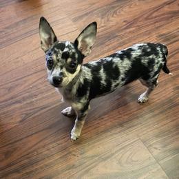 Chihuahua puppies from Western Kentucky Chihuahua’s and Chinese Crested’s