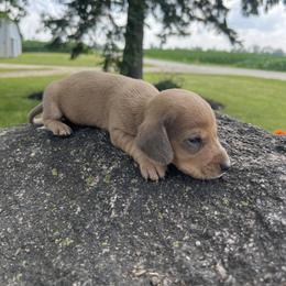 Shaggy - Cream male Dachshund puppy in Ridgeville, Indiana from Rafter D4 Ranch - Mini Dachshunds