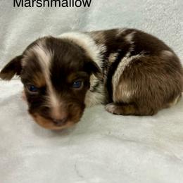 Boy 2 - Red merle male Miniature Australian Shepherd puppy in Roseville, California from Golden State Mini Aussies