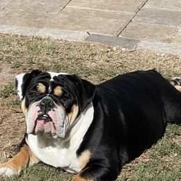 Bit - Bulldog