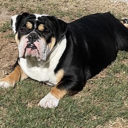 Bit - Bulldog
