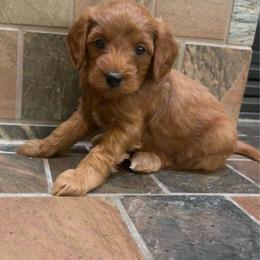 Mike - Red  male Goldendoodle puppy in Tucson, Arizona from JER Doodles