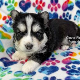 Vegas - Black and white male Pomsky puppy in Sheffield, Iowa from Clover Ridge Pomskies