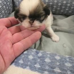 Boy 1 - Sable and white male Japanese Chin puppy in Salem, Oregon from Chinnychinchinofsalem