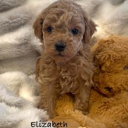 Elizabeth - Apricot female Poodle puppy in Traverse City, Michigan from Riyem Wildflower Farms