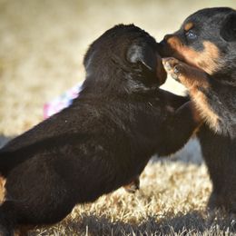 Rottweiler Puppies from Gottlïchen Rottweilers