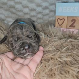 Teal collar - Gray female Cane Corso puppy in Fritch, Texas from Carrie Brown's Cane Corsos