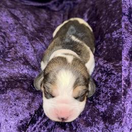 Girl 2 - female Beagle puppy in Las Vegas, Nevada from Vegas Valle Beagles