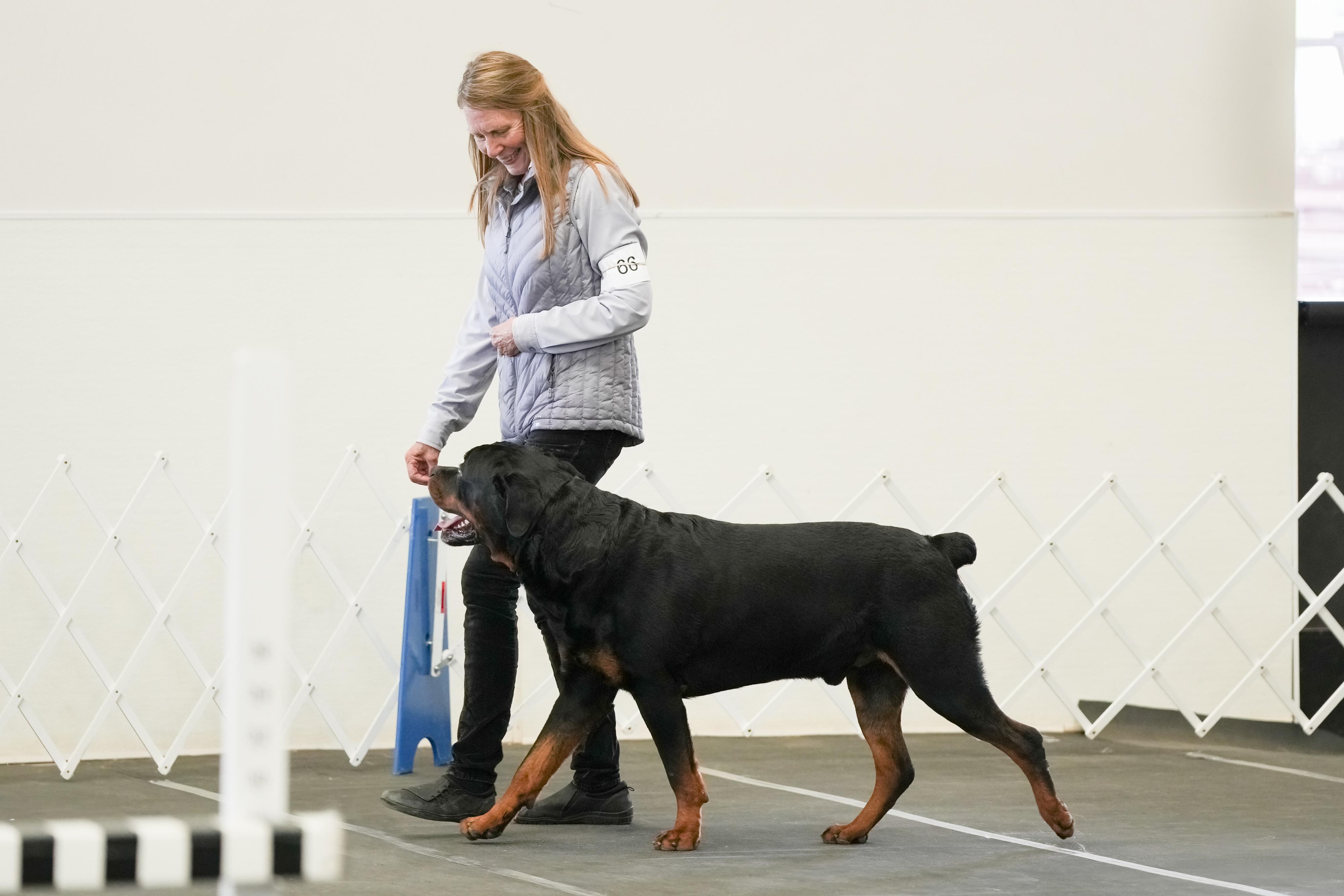 Einziger in Colorado | Rottweiler puppies | Good Dog