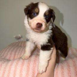 Holly - Red tri-color female Australian Shepherd puppy in Anniston, Alabama from All Hale Aussies