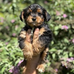 Lady - Black and gold female Yorkipoo puppy in Henderson, North Carolina from Dorans Danes and Doodles