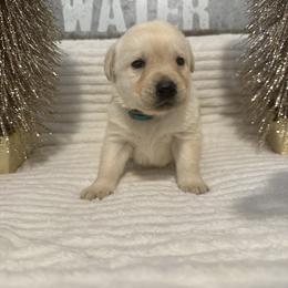 Blue Yellow Boy - Yellow male Labrador Retriever puppy in Angola, Indiana from Reniers Labrador Retrievers