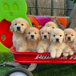 Golden Retrievers from California Golden Retrievers