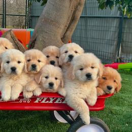 Golden Retrievers from California Golden Retrievers