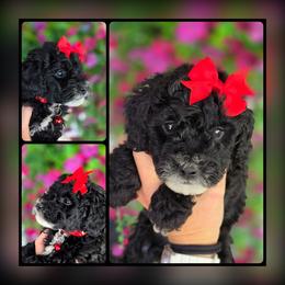 Bloom Red - Black and white female Bernedoodle puppy in Vernon, Texas from Sugarland's Texas Goldendoodles