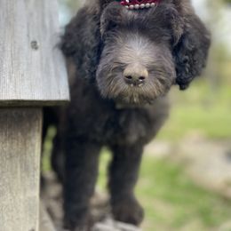 Aussiedoodle, Poodle, and Saint Berdoodle Puppies from Remington Kennels, LLC