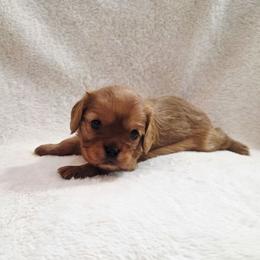 Benson - Ruby male Cavalier King Charles Spaniel puppy in Pennsylvania from Julie's Cavalier King Charles Spaniels