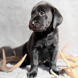 Trek - Black male Labrador Retriever puppy in Sweet Home, Oregon from Knotty Creek Labradors