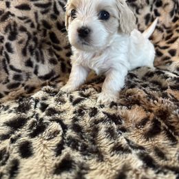 Jack 2 - Tan and white Cavachon puppy in Holly, Michigan from Terrie’s Cavalier’s & Cavachons