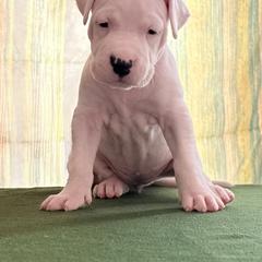 Orange - White female Dogo Argentino puppy in Bayview, Texas from Casa de la Bahia