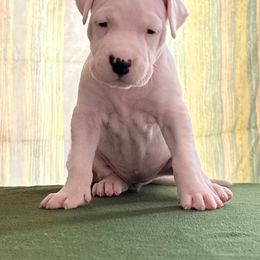Orange - White female Dogo Argentino puppy in Bayview, Texas from Casa de la Bahia
