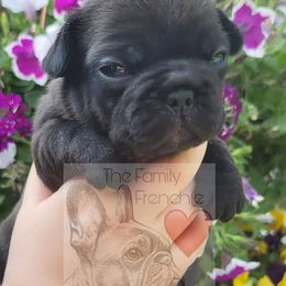 French Bulldog Puppies from The Family Frenchie