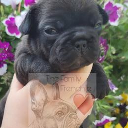 French Bulldog Puppies from The Family Frenchie