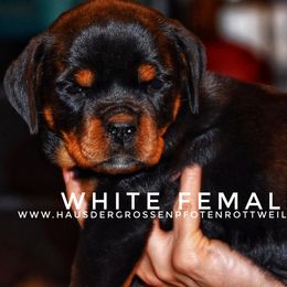 Boy 2 - male Rottweiler puppy in Houston, Texas from Haus Der Grossen Pfoten Rottweilers