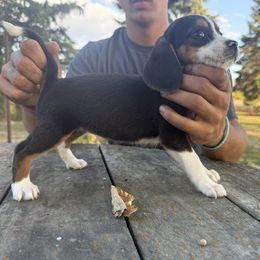 Girl 1 - Black fawn and white female Beagle puppy in Hudson, Michigan from Bachman’s Kennel