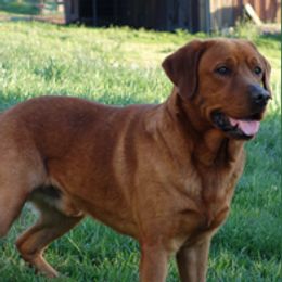 Havanese and Labrador Retrievers from Hudson Valley Labradors and Havanese of Claverack