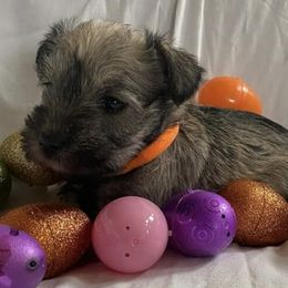 Miniature Schnauzers from Legacy Farm Schnauzers