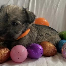 Miniature Schnauzers from Legacy Farm Schnauzers