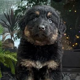 German Shepherds from BOCCI Shepherds