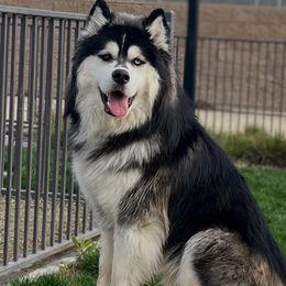 Ghost - Siberian Husky
