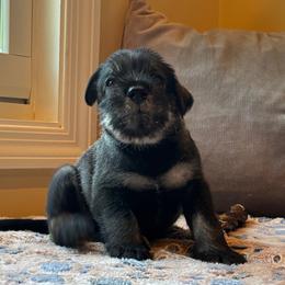 Standard Schnauzer Puppies from Harbor Hill Standard Schnauzers