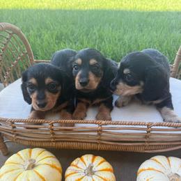 Black and tan LH females - ready end of Oct - Black and tan female Dachshund puppy in Manteca, California from Sweet and Low Dachshunds