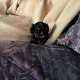 Sparkle - Black and tan male Cavalier King Charles Spaniel puppy in Bullhead City, Arizona from Country Candy Cavaliers