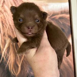 Alfie - Chocolate and tan male Pomeranian puppy in Inola, Oklahoma from My Bella’s Pomeranians