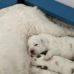 Clumber Spaniel Puppies from Briton Clumber Spaniels