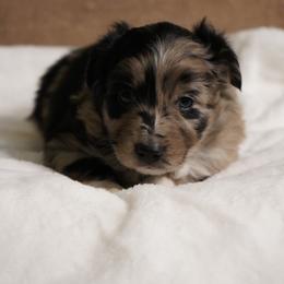 Frosty - Blue merle female Australian Shepherd puppy in Kokomo, Indiana from North Central Aussies