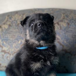 Teal collar boy - Bi-color male German Shepherd puppy in Coleta, Illinois from Four Leaf Farm- Vom Vierblättriges Bauernhof