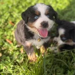 Prim ASDR - Red tri female Miniature Australian Shepherd puppy in Polk City, Florida from Skaky Shepherds