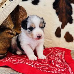 MAVERICK - Blue merle male Australian Shepherd puppy in Durand, Wisconsin from Larson’s Legacy Aussome Aussie Kennels