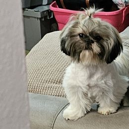 Chihuahuas and Shih Tzus from CrazyLove Kennels