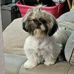 Chihuahuas and Shih Tzus from CrazyLove Kennels