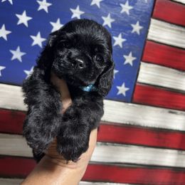 Cocker Spaniel Puppies from Joker Karr’s