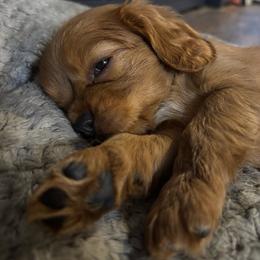 Pearl - Ruby female Cavalier King Charles Spaniel puppy in Destin, Florida from Ruby’s Coastal Cavaliers