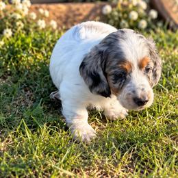 Black tie affair - Dapple female Dachshund puppy in Pleasant Plains, Arkansas from JGBs Silver Spur Dachshunds