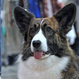 Cardigan Welsh Corgis from Cardiridge Cardigan Welsh Corgis